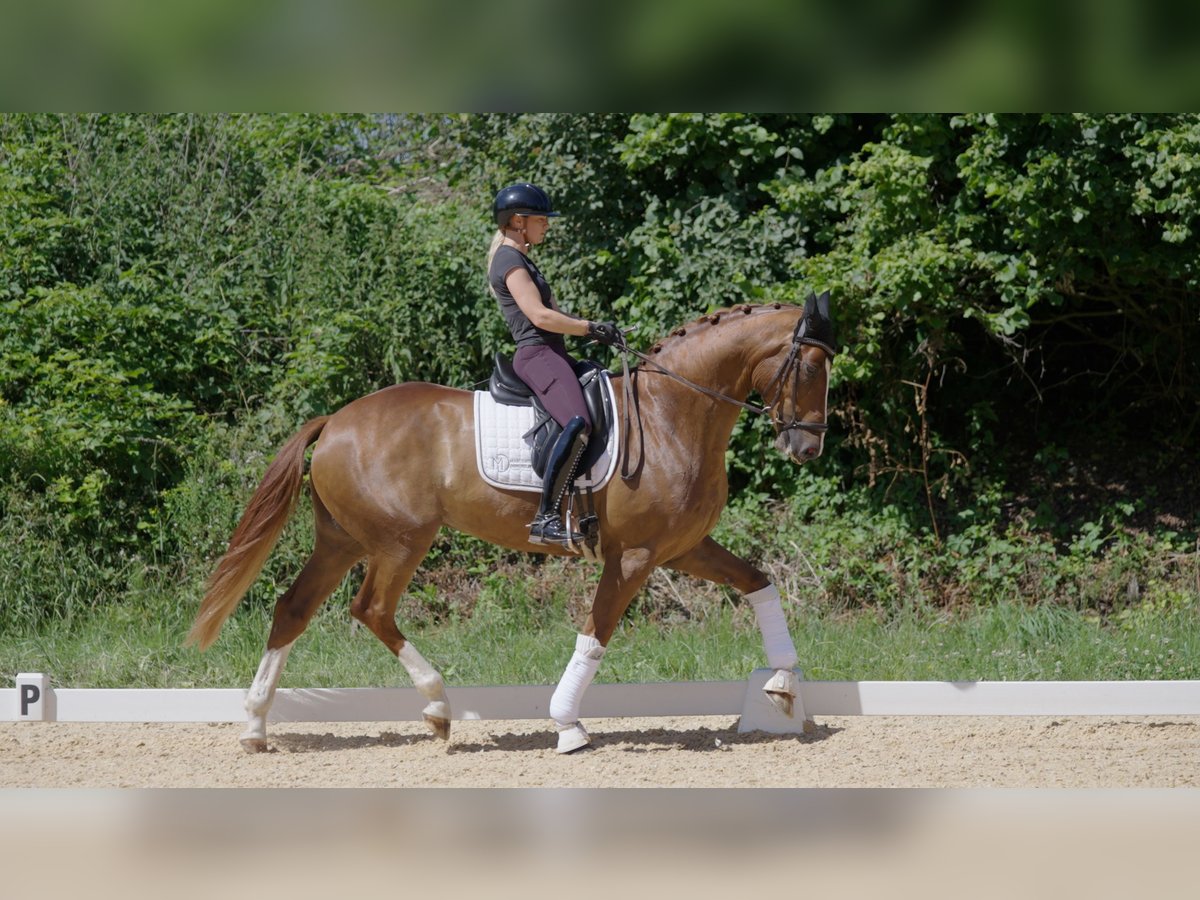Westfaliano Caballo castrado 6 años Alazán in Mainburg