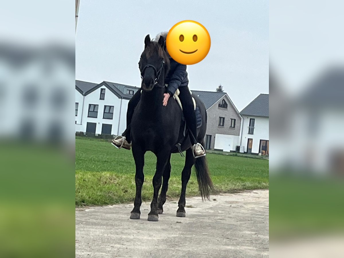 Westfaliano Mestizo Caballo castrado 7 años 155 cm Negro in Köln