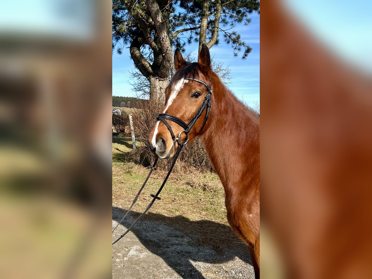 Westfaliano Caballo castrado 7 años 163 cm Castaño in Pelmberg