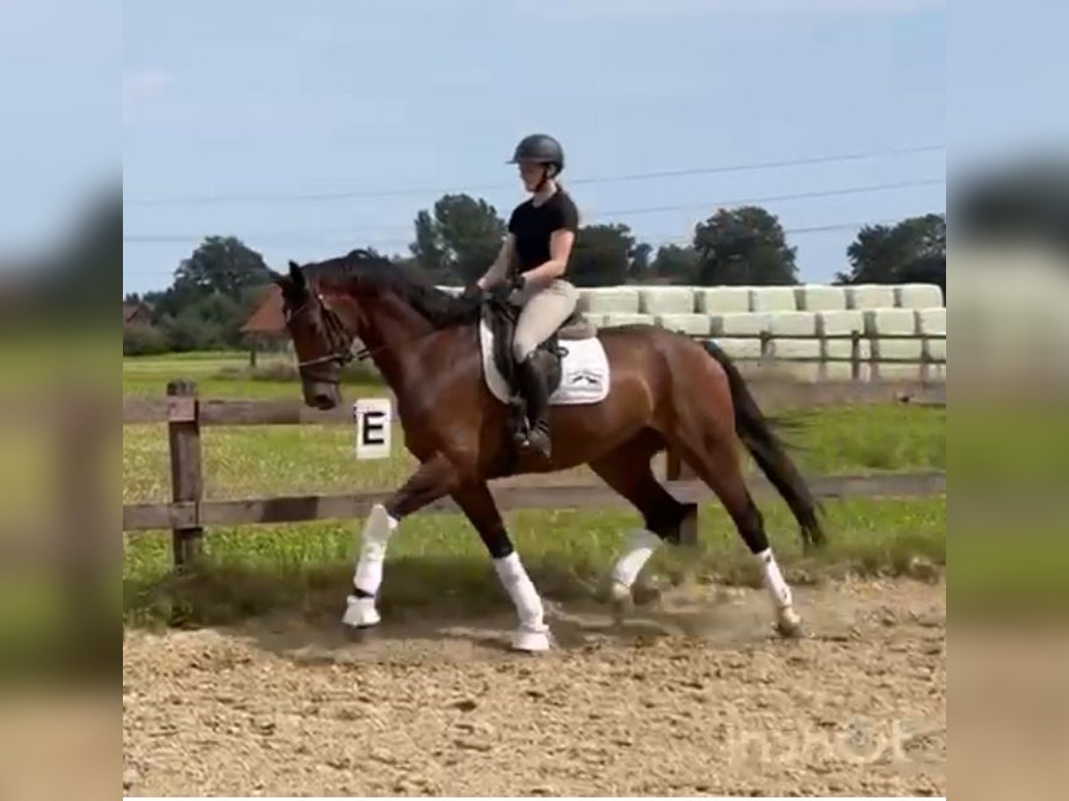 Westfaliano Caballo castrado 7 años 170 cm Castaño in Greven