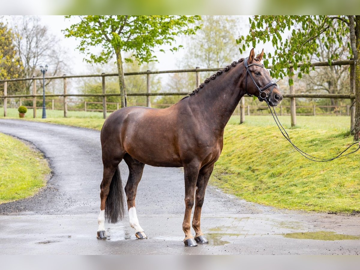 Westfaliano Caballo castrado 7 años 175 cm Alazán in Meinerzhagen