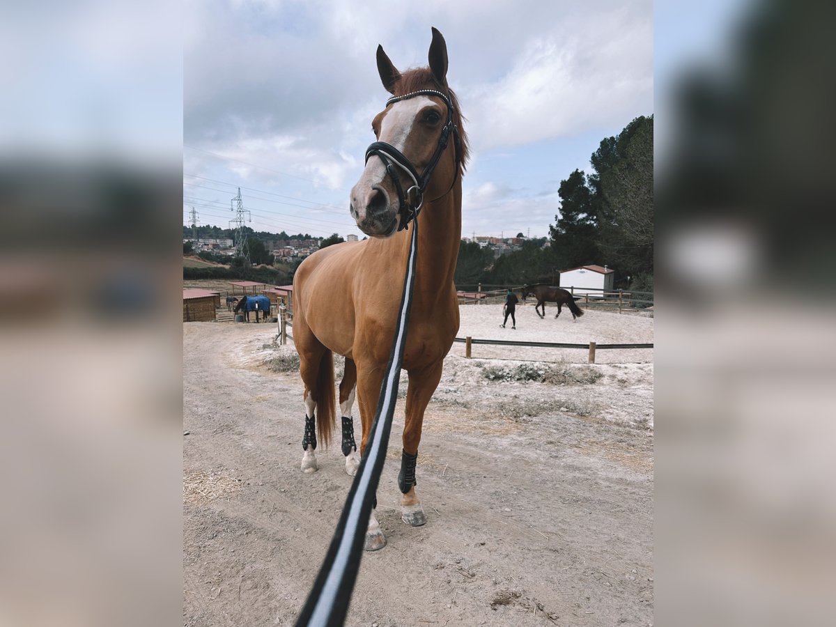 Westfaliano Caballo castrado 7 años 175 cm Alazán in Barcelona