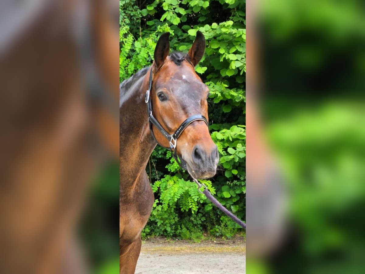 Westfaliano Caballo castrado 7 años 175 cm in Südlohn