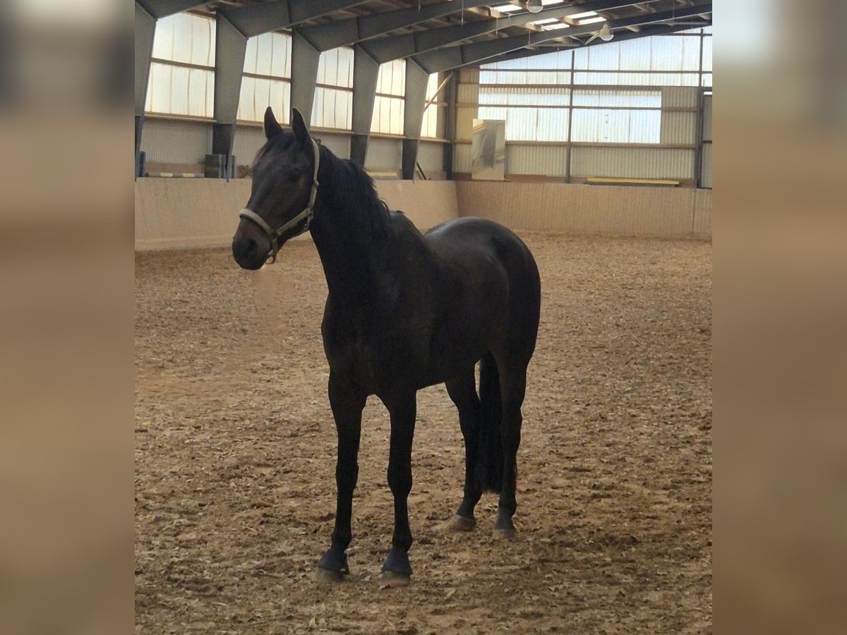 Westfaliano Caballo castrado 7 años 176 cm Castaño oscuro in Einbeck