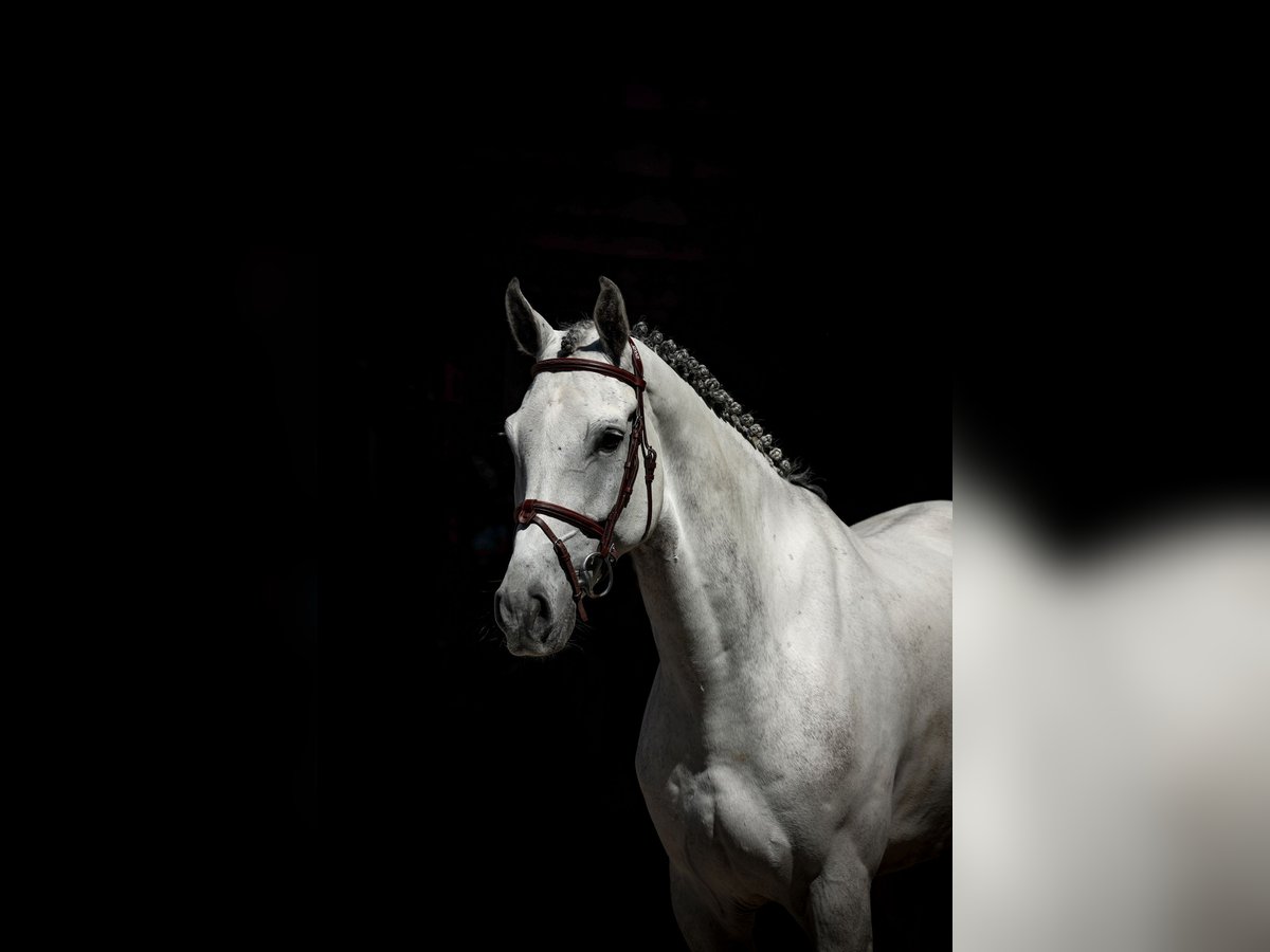 Westfaliano Caballo castrado 7 años Tordo in Lastrup