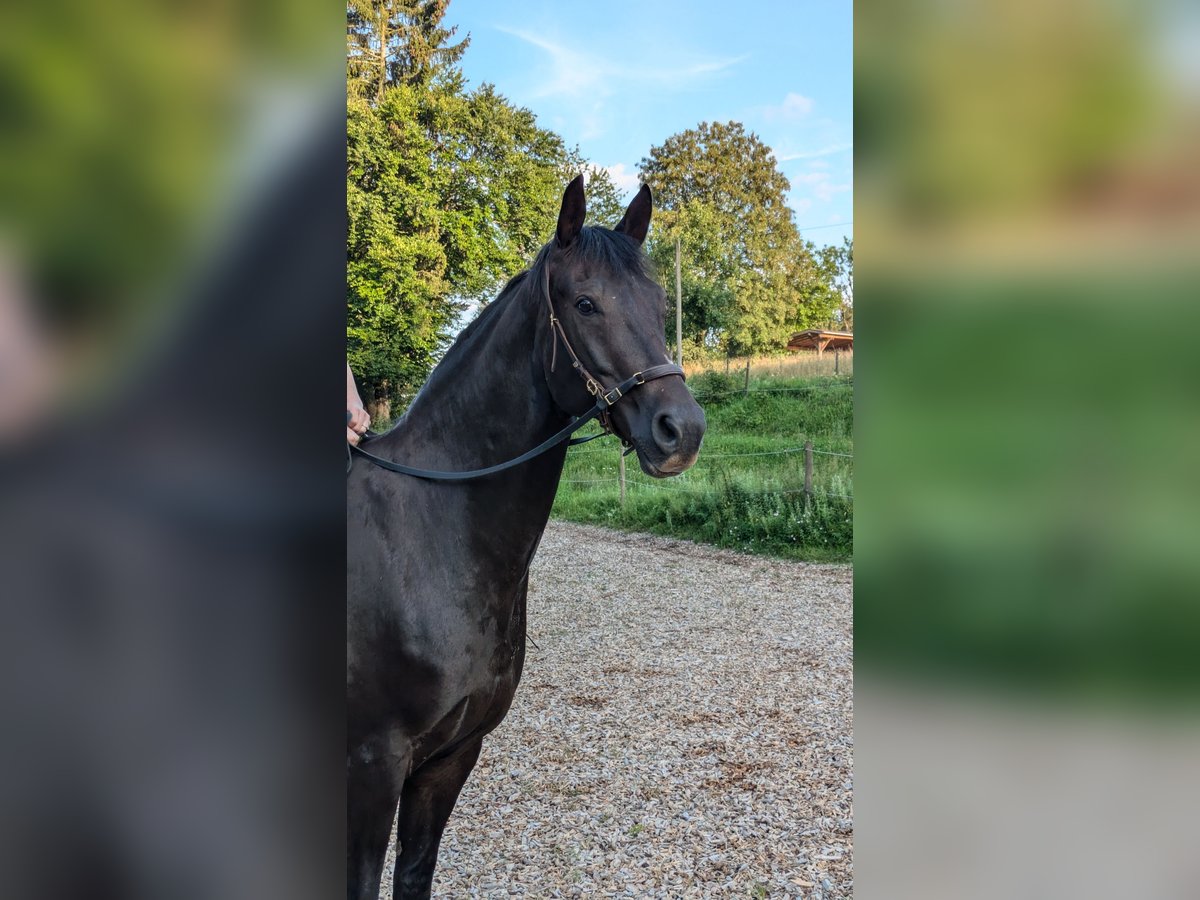 Westfaliano Caballo castrado 8 años 167 cm Alazán-tostado in Berg