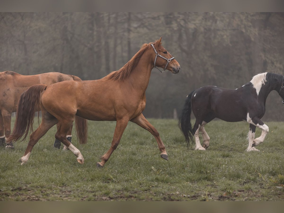 Westfaliano Caballo castrado 8 años 169 cm Alazán in Lähden