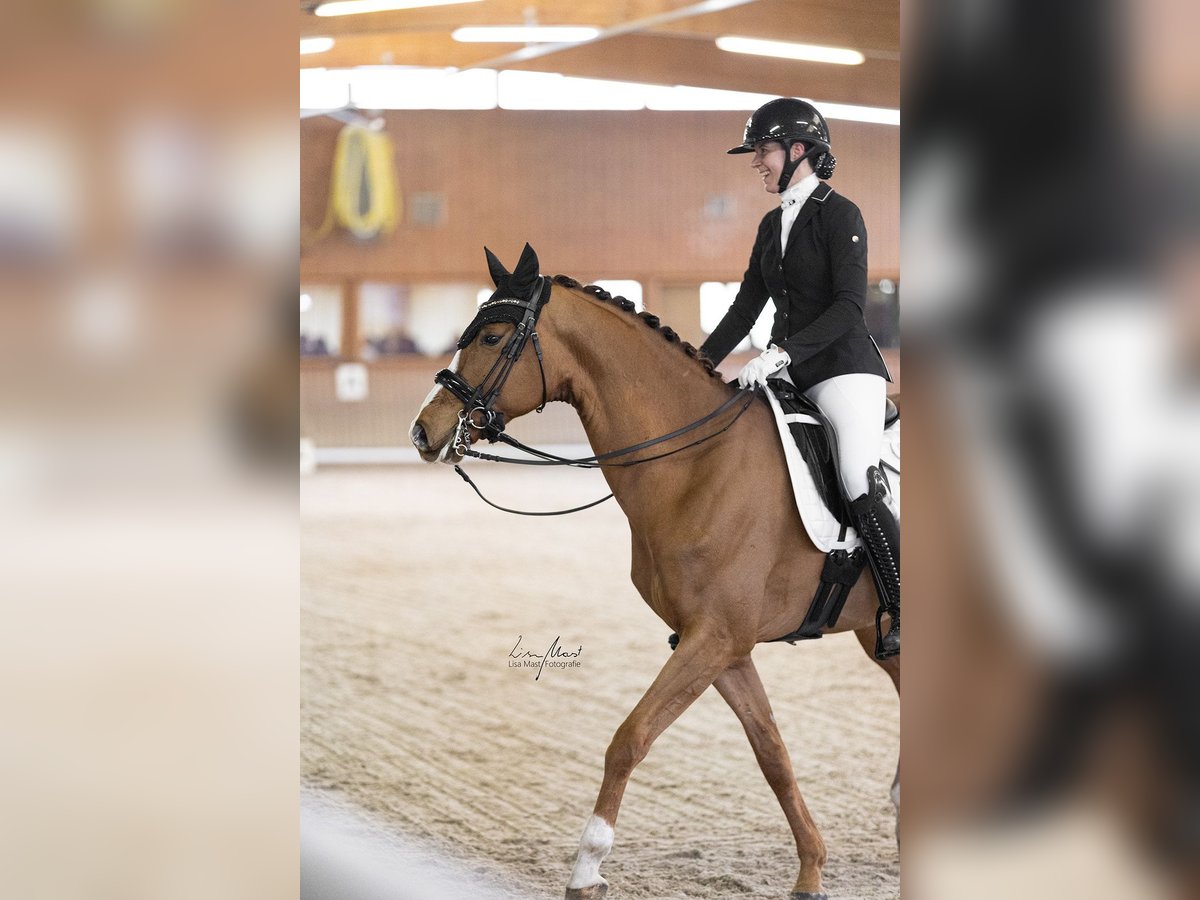 Westfaliano Caballo castrado 8 años 171 cm Alazán in Fronreute