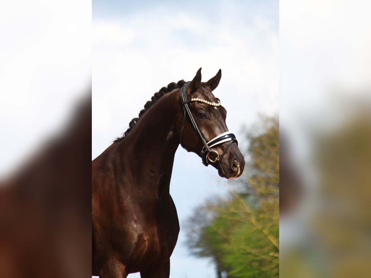 Westfaliano Caballo castrado 8 años 171 cm Negro in Bramsche