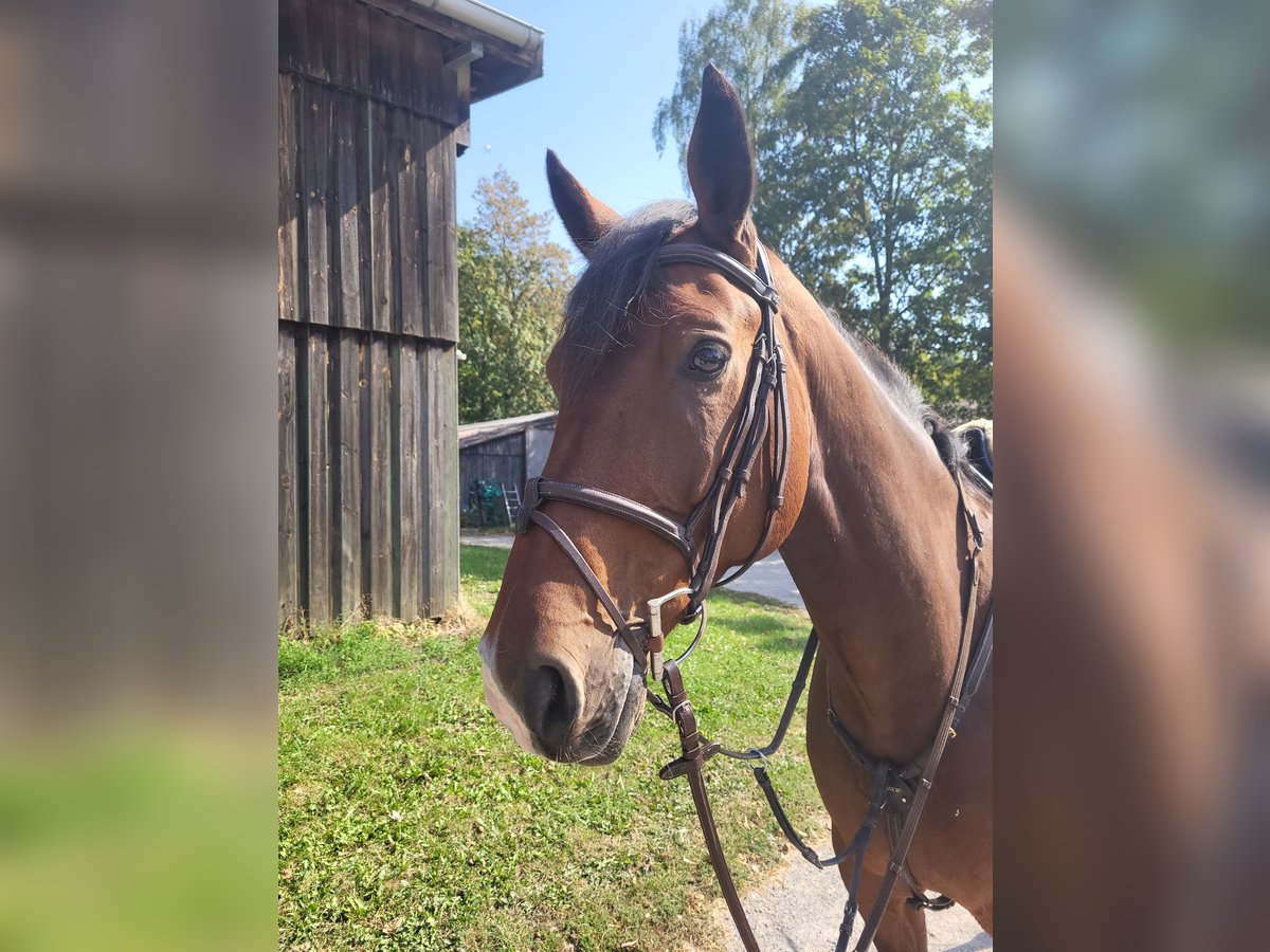 Westfaliano Caballo castrado 8 años 173 cm Castaño in Großostheim