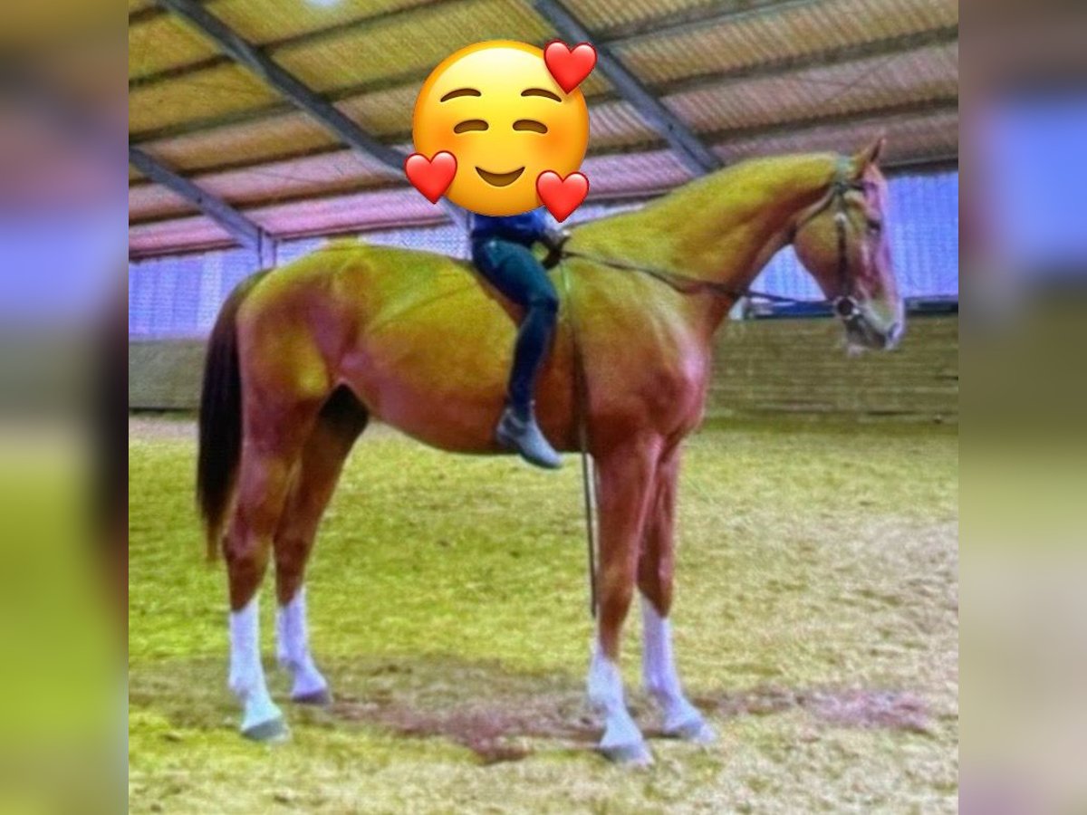 Westfaliano Caballo castrado 8 años 178 cm in Borken