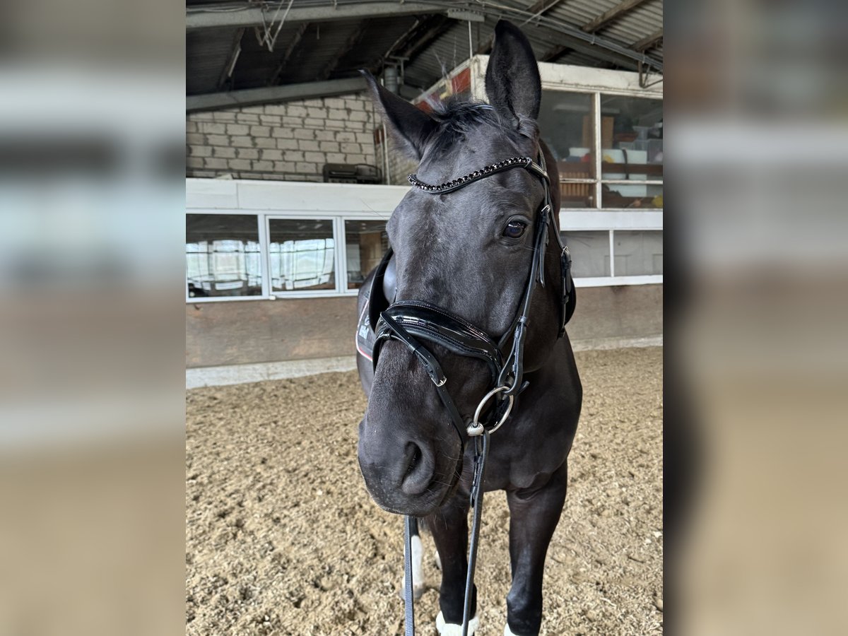 Westfaliano Caballo castrado 8 años 178 cm Morcillo in Sendenhorst