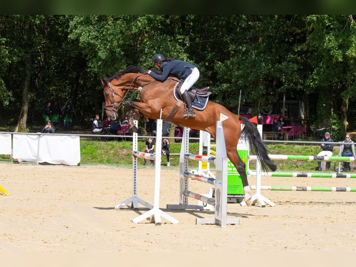 Westfaliano Caballo castrado 8 años 185 cm in Merzig