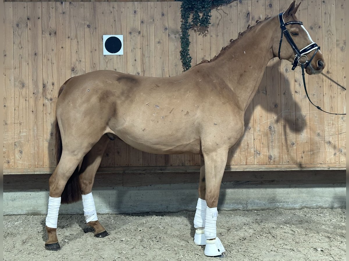 Westfaliano Caballo castrado 9 años 164 cm Alazán in Riedlingen