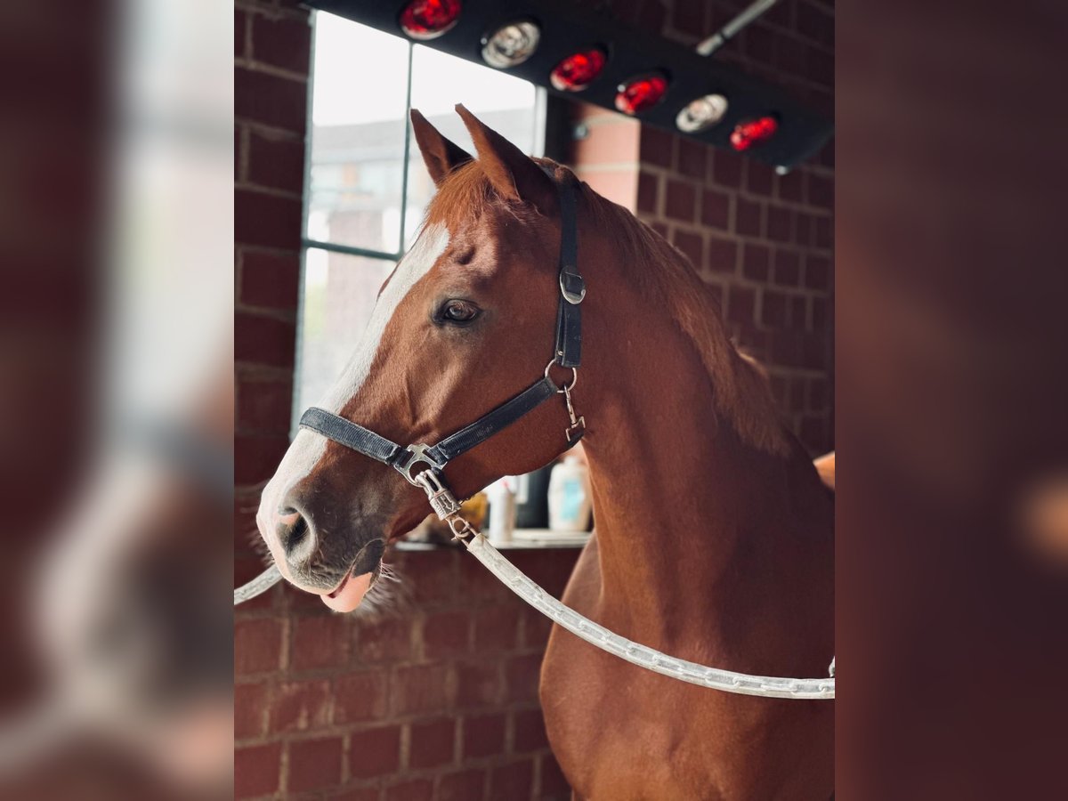 Westfaliano Caballo castrado 9 años 168 cm Alazán-tostado in Wuppertal