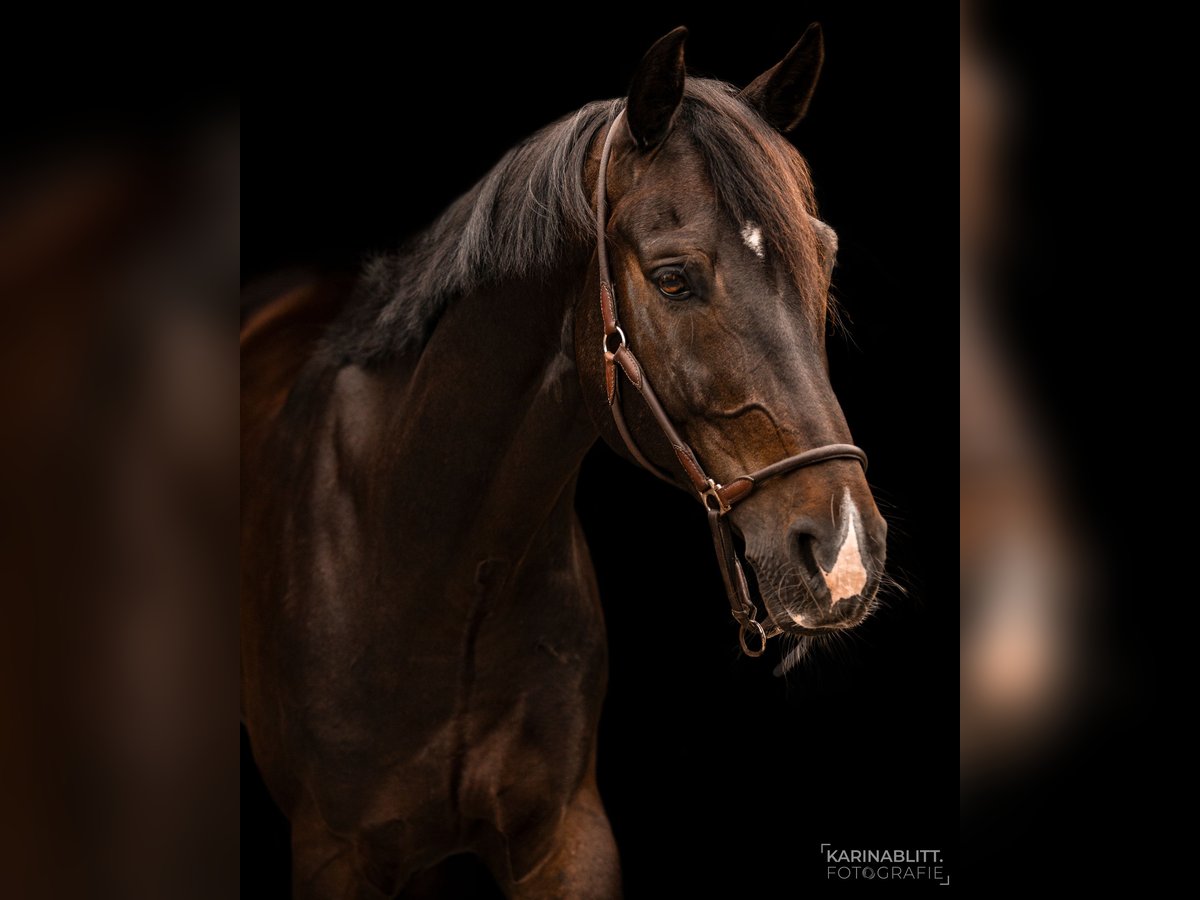 Westfaliano Caballo castrado 9 años 168 cm Morcillo in Neustadt an der Weinstraße