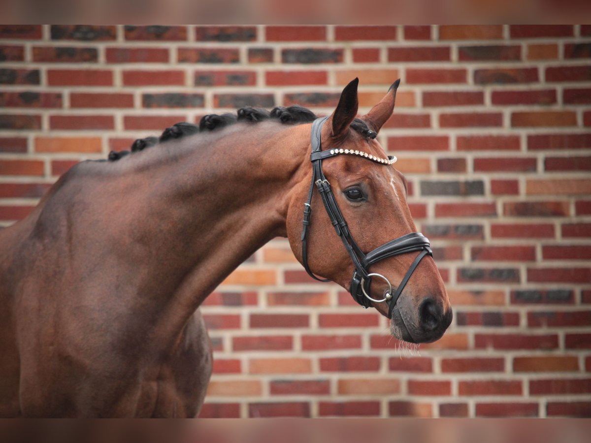 Westfaliano Castrone 10 Anni 170 cm Baio in Rhede