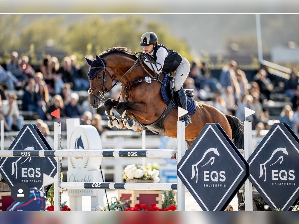 Westfaliano Castrone 10 Anni 170 cm Baio in Trojanovice