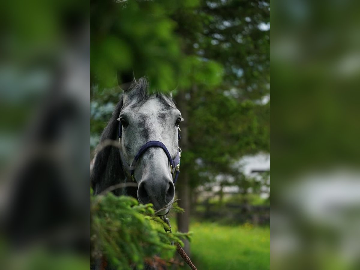 Westfaliano Castrone 10 Anni 170 cm Grigio pezzato in Starnberg