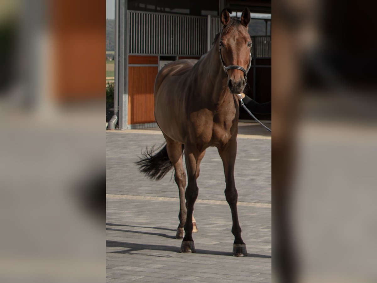 Westfaliano Castrone 11 Anni 173 cm Baio in Dornburg