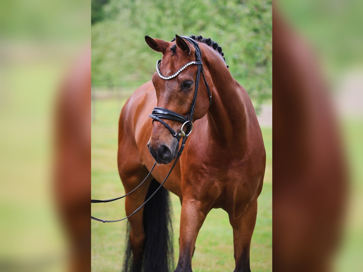 Westfaliano Castrone 12 Anni 172 cm Baio in Sassenberg