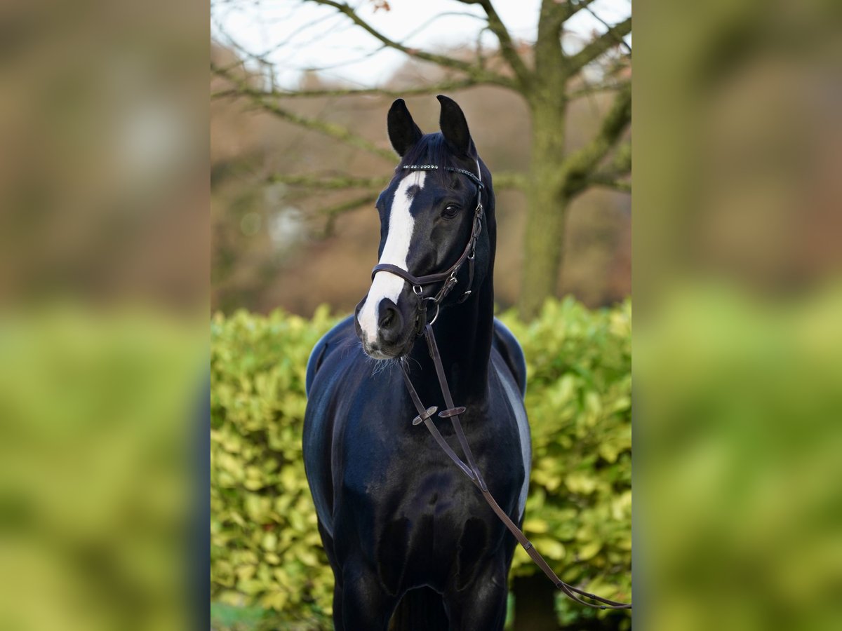 Westfaliano Castrone 12 Anni 176 cm Morello in Horstmar