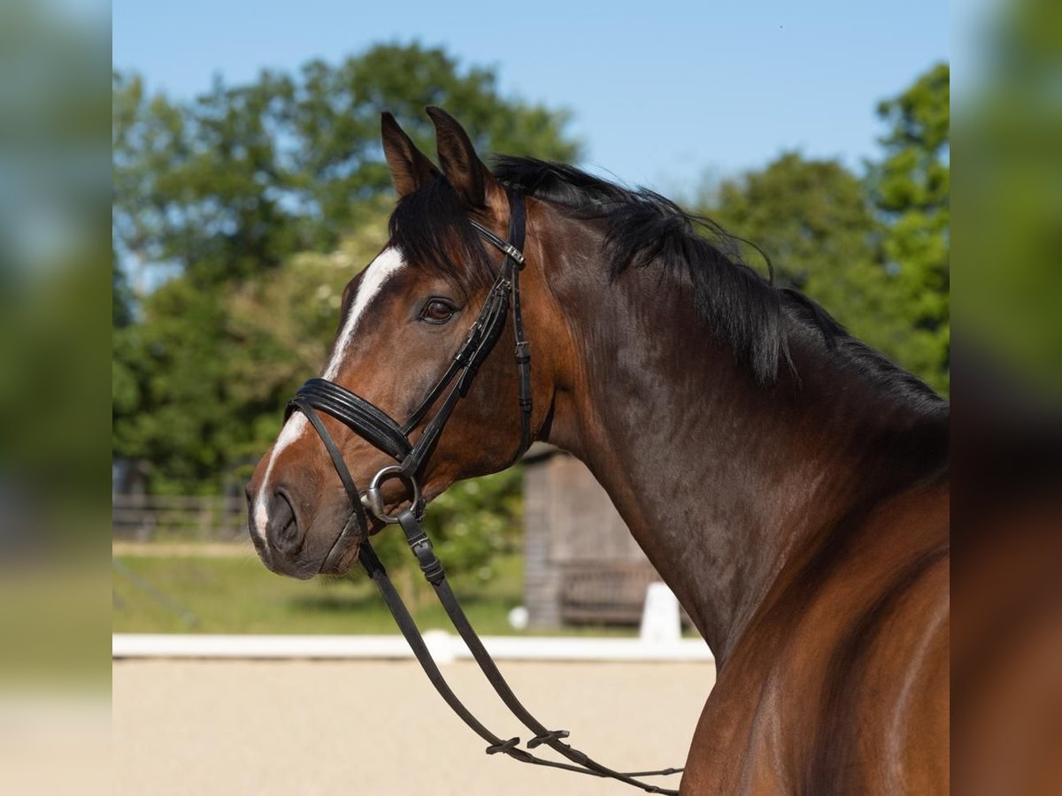 Westfaliano Castrone 12 Anni 178 cm Baio scuro in Billerbeck