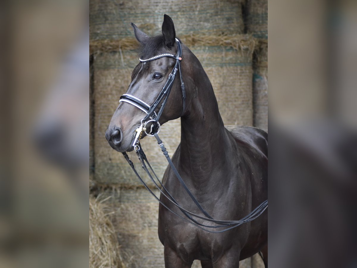 Westfaliano Castrone 13 Anni 163 cm Baio nero in Herbstein