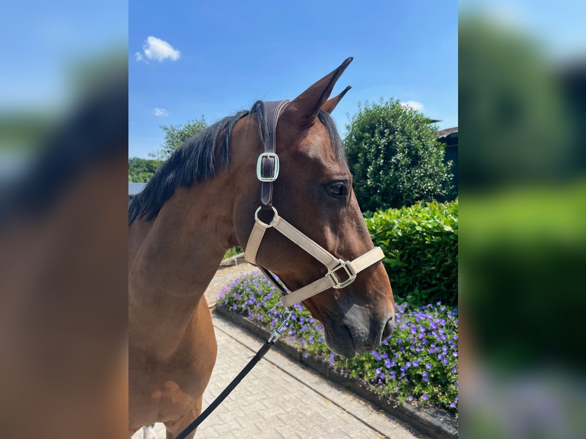 Westfaliano Castrone 14 Anni 164 cm Baio in Bergisch Gladbach