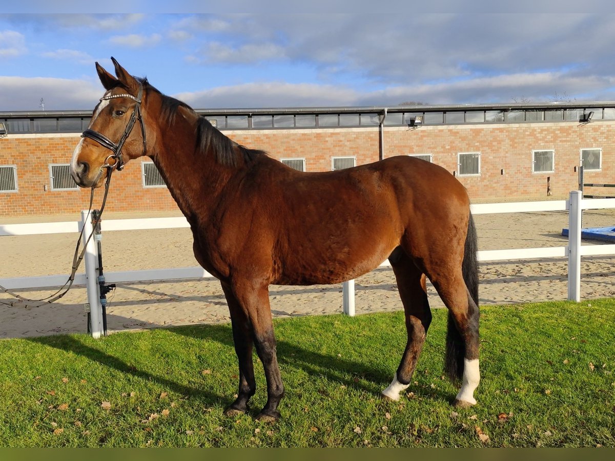 Westfaliano Castrone 14 Anni 170 cm Baio in Bad Laer