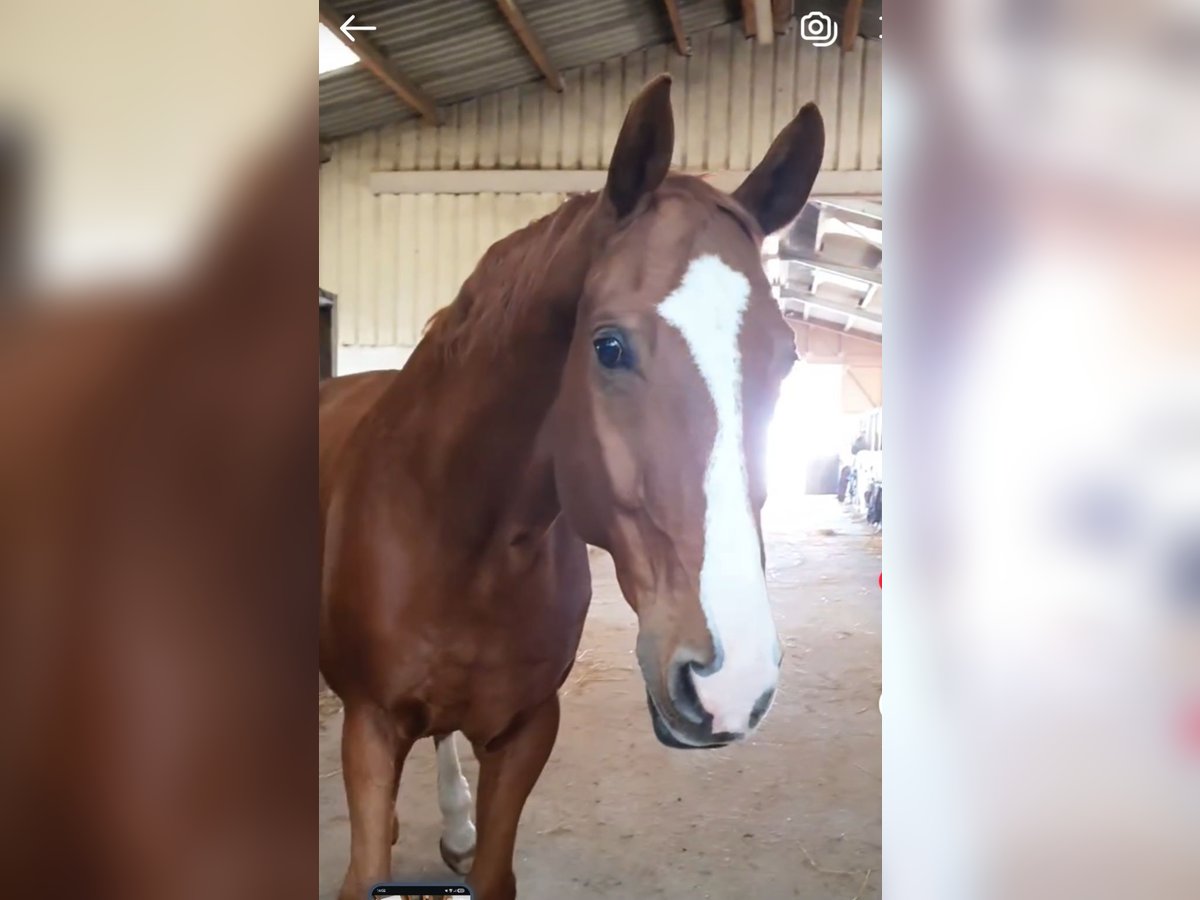 Westfaliano Castrone 14 Anni 174 cm Sauro in Durmersheim