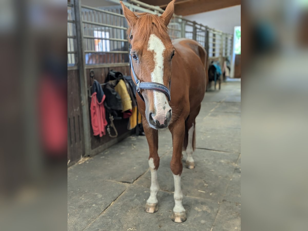 Westfaliano Castrone 15 Anni 170 cm Sauro in Hallbergmoos