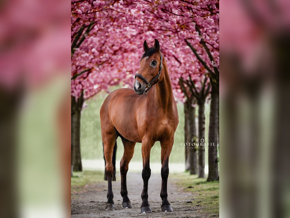 Westfaliano Castrone 15 Anni 175 cm Baio in Marl