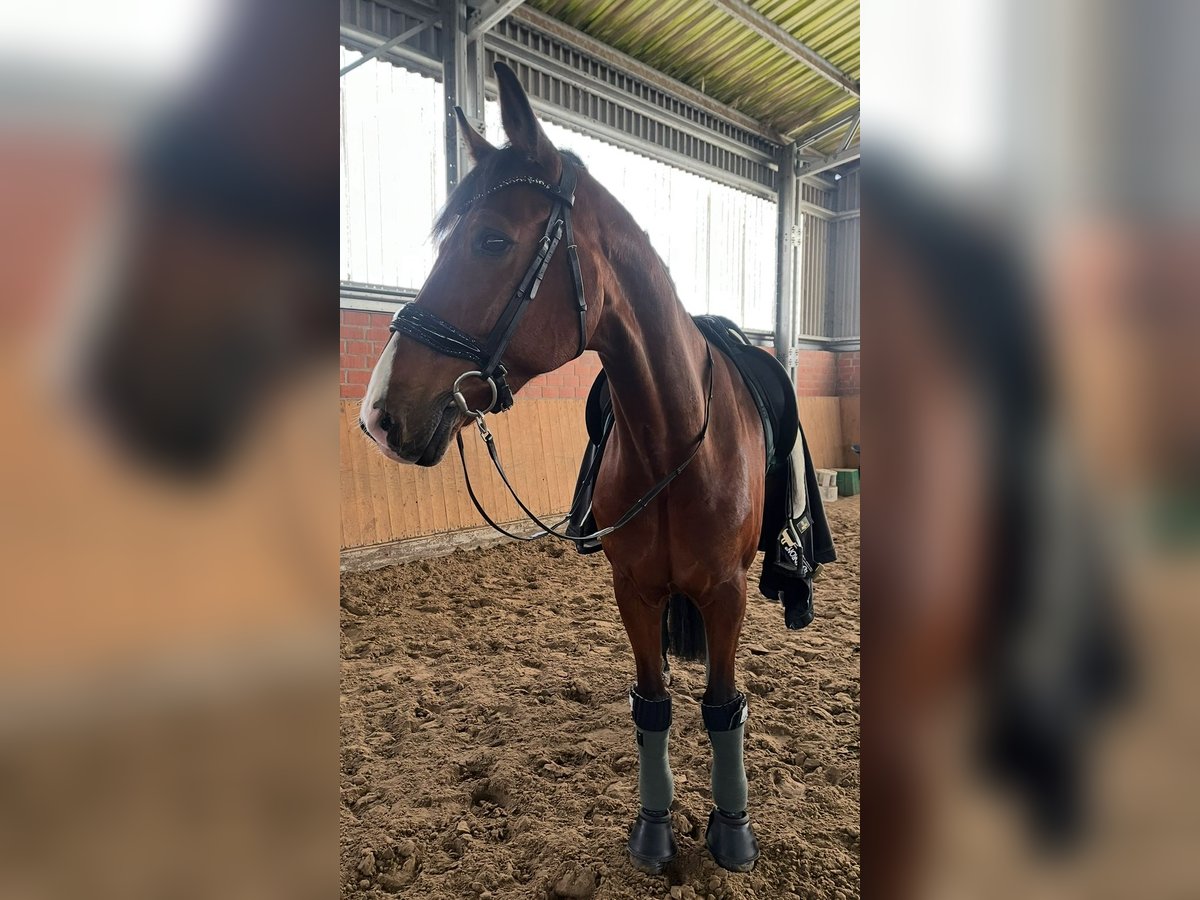 Westfaliano Castrone 15 Anni 175 cm Baio in Lüdinghausen Westfaliano Castrone 15 Anni 175 cm Baio in Lüdinghausen