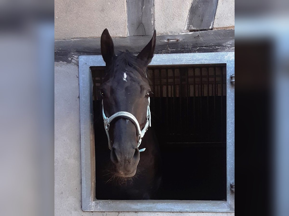 Westfaliano Castrone 16 Anni 168 cm Baio nero in Datteln