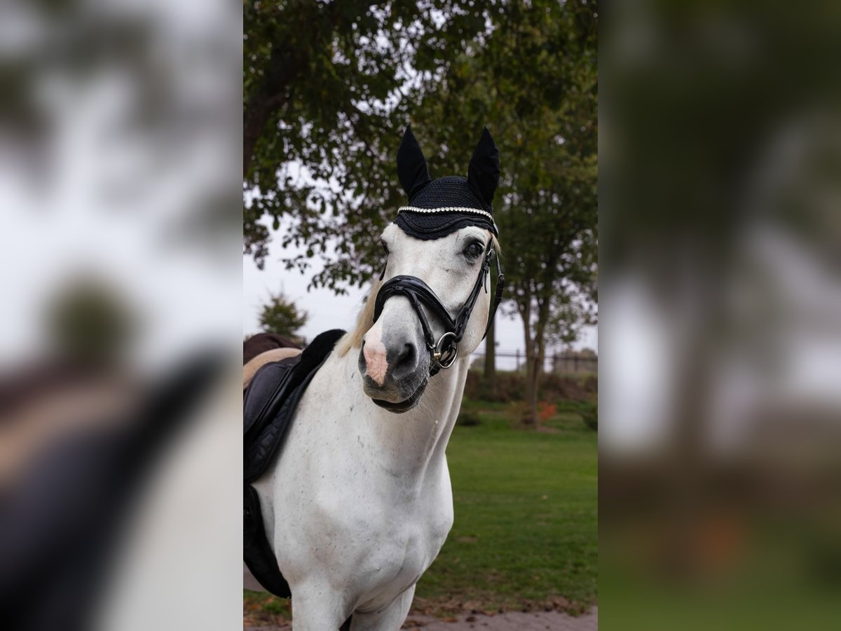 Westfaliano Castrone 16 Anni 170 cm Grigio in Uedem