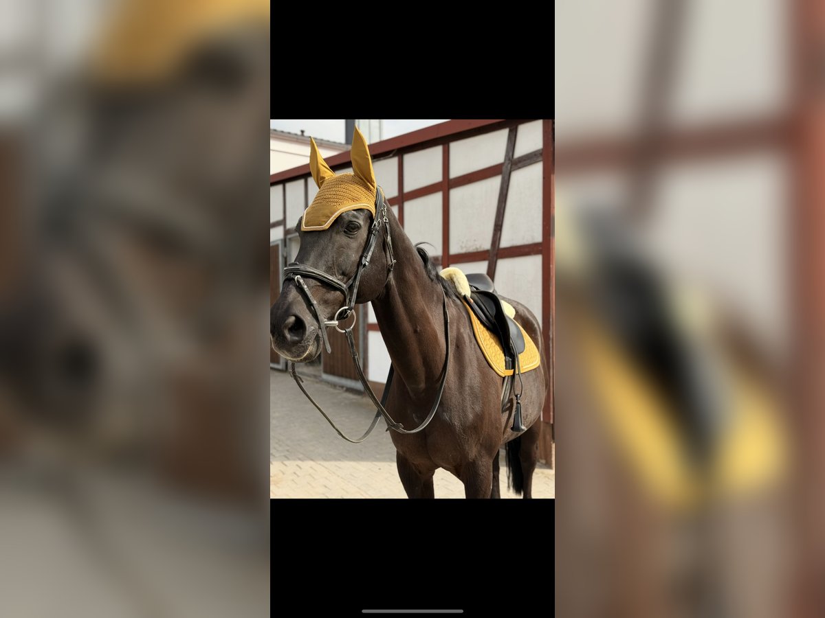 Westfaliano Castrone 21 Anni 169 cm Baio nero in Sonnefeld