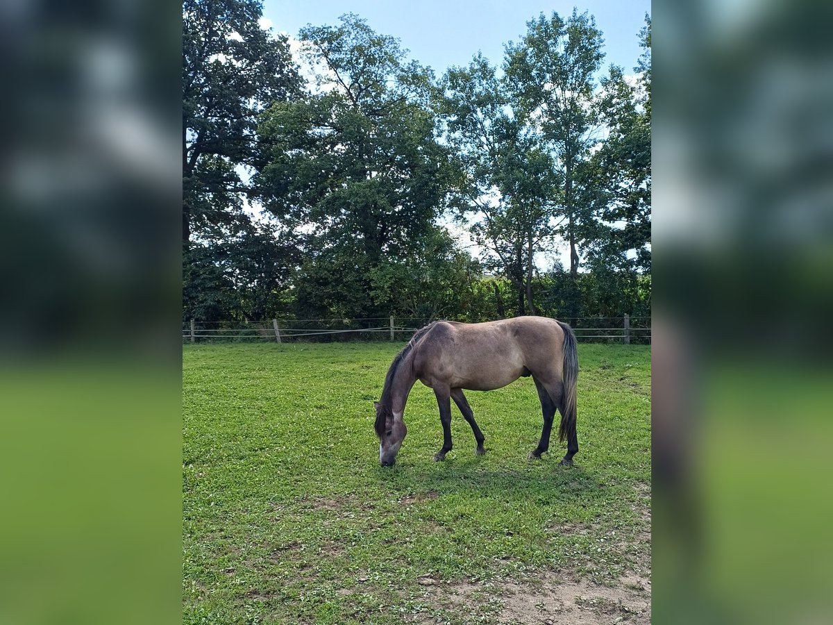 Westfaliano Castrone 2 Anni 156 cm Falbo baio in Heek