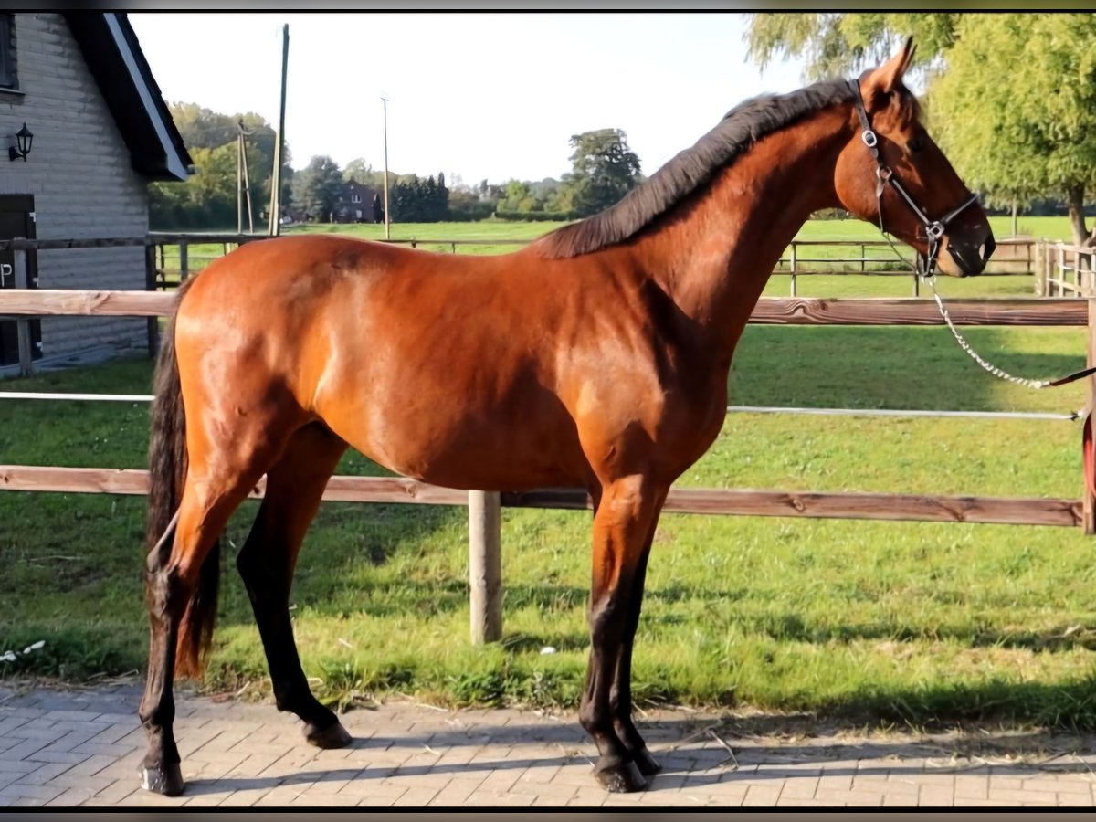 Westfaliano Castrone 2 Anni 166 cm Baio in Ascheberg