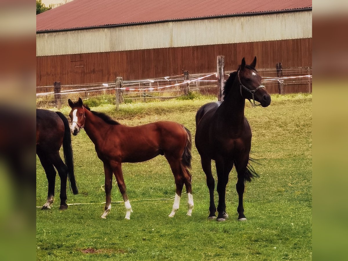 Westfaliano Castrone 2 Anni 180 cm Baio in Frankenberg (Eder)