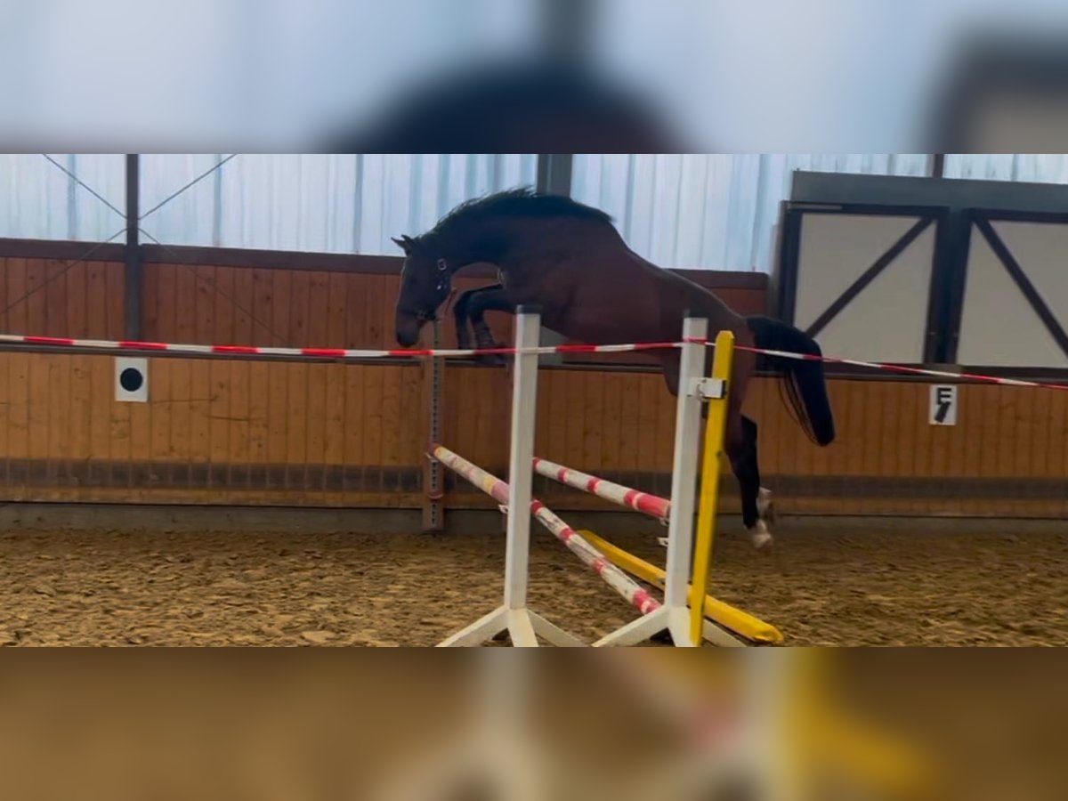 Westfaliano Castrone 2 Anni Baio in Attendorn