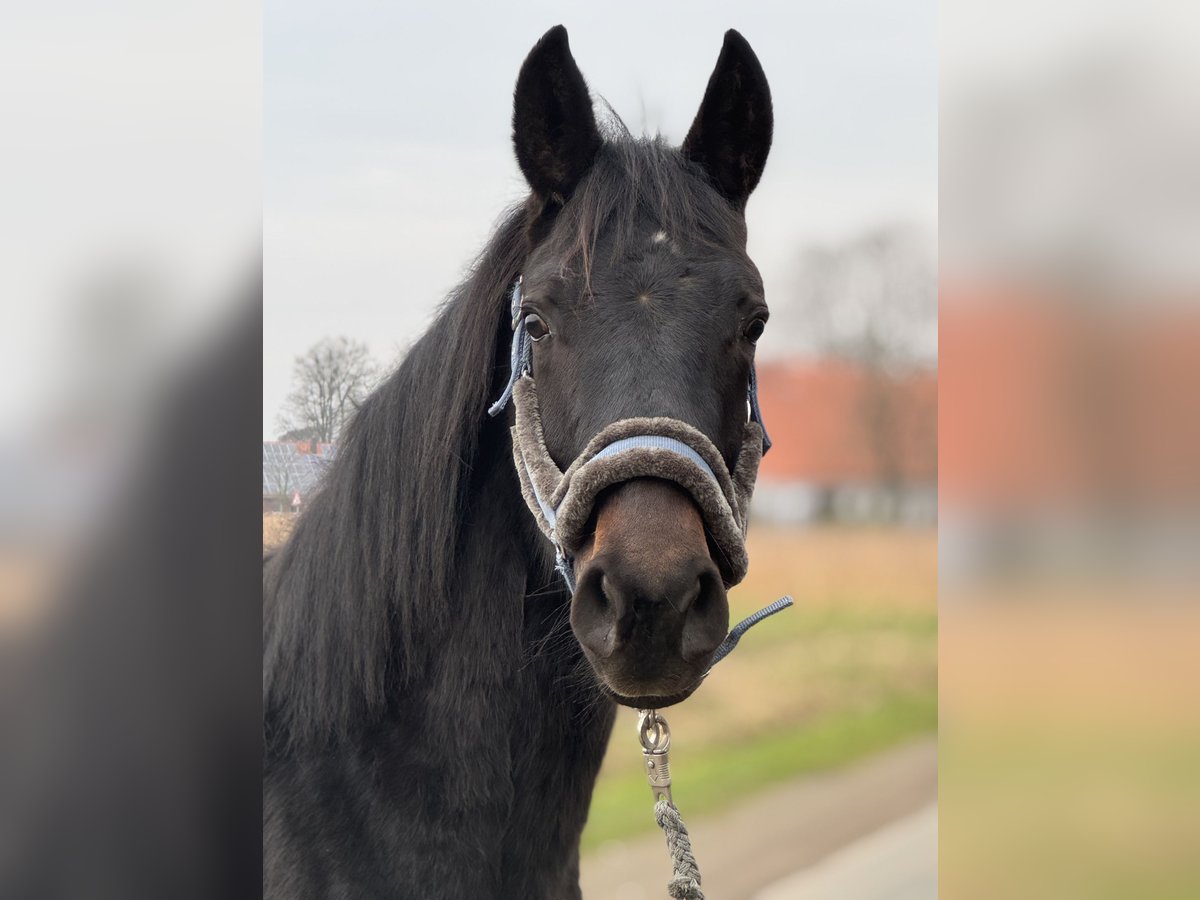 Westfaliano Castrone 2 Anni Baio nero in Neuenkirchen-V&#xF6;rden