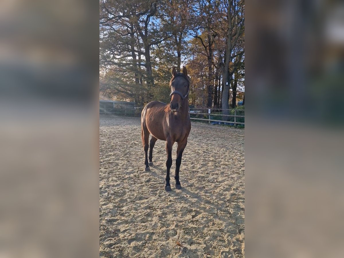 Westfaliano Castrone 2 Anni Baio scuro in Marl