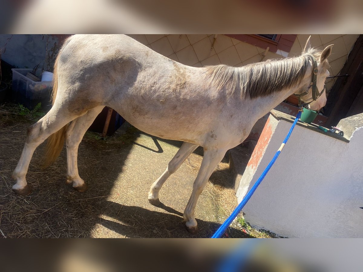 Westfaliano Mix Castrone 3 Anni 148 cm Cremello in Freiensteinau