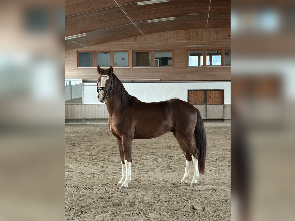 Westfaliano Castrone 3 Anni 160 cm Sauro in Telfs