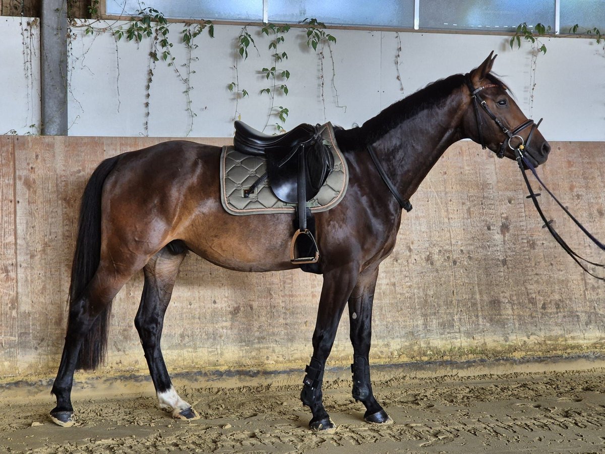 Westfaliano Castrone 3 Anni 162 cm Baio scuro in Dortmund
