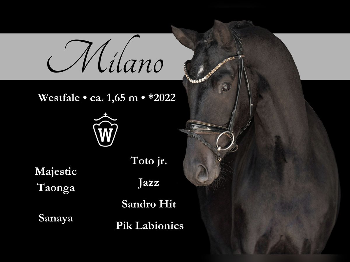 Westfaliano Castrone 3 Anni 163 cm Baio nero in Wehringen