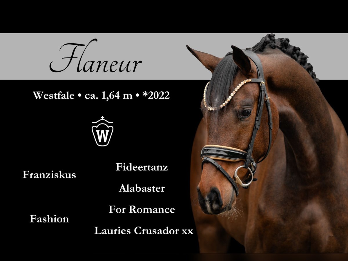Westfaliano Castrone 3 Anni 163 cm Baio scuro in Wehringen