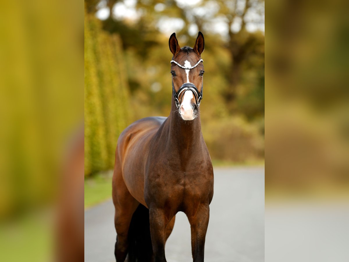 Westfaliano Castrone 3 Anni 167 cm Baio in Steinfurt