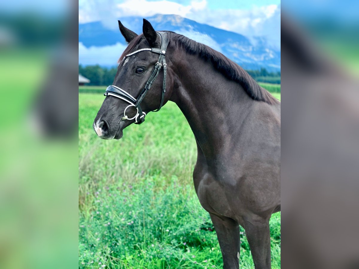 Westfaliano Castrone 3 Anni 167 cm Morello in Luterbach